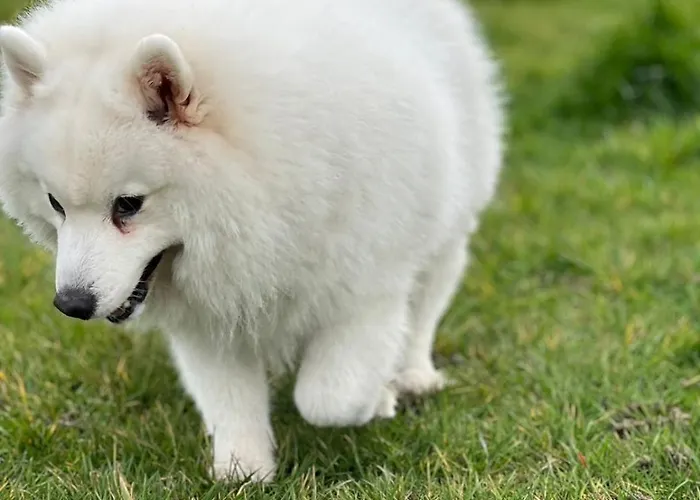 Duplex Appartement *