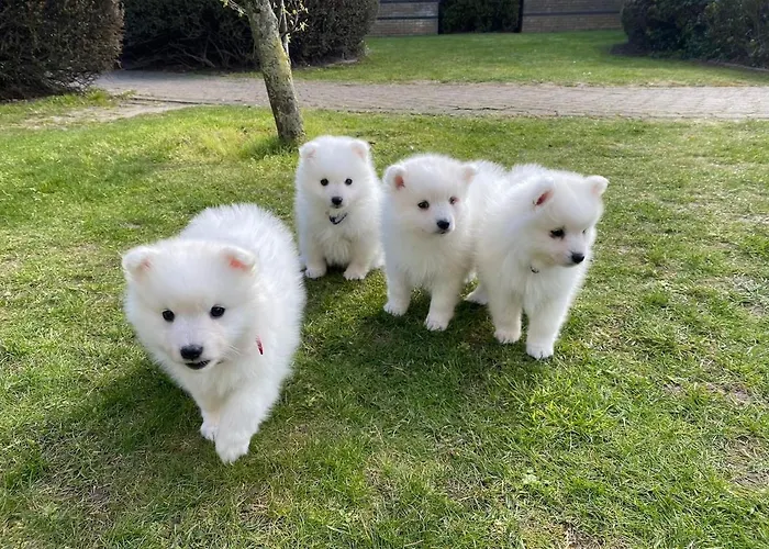 Apartamento Duplex *